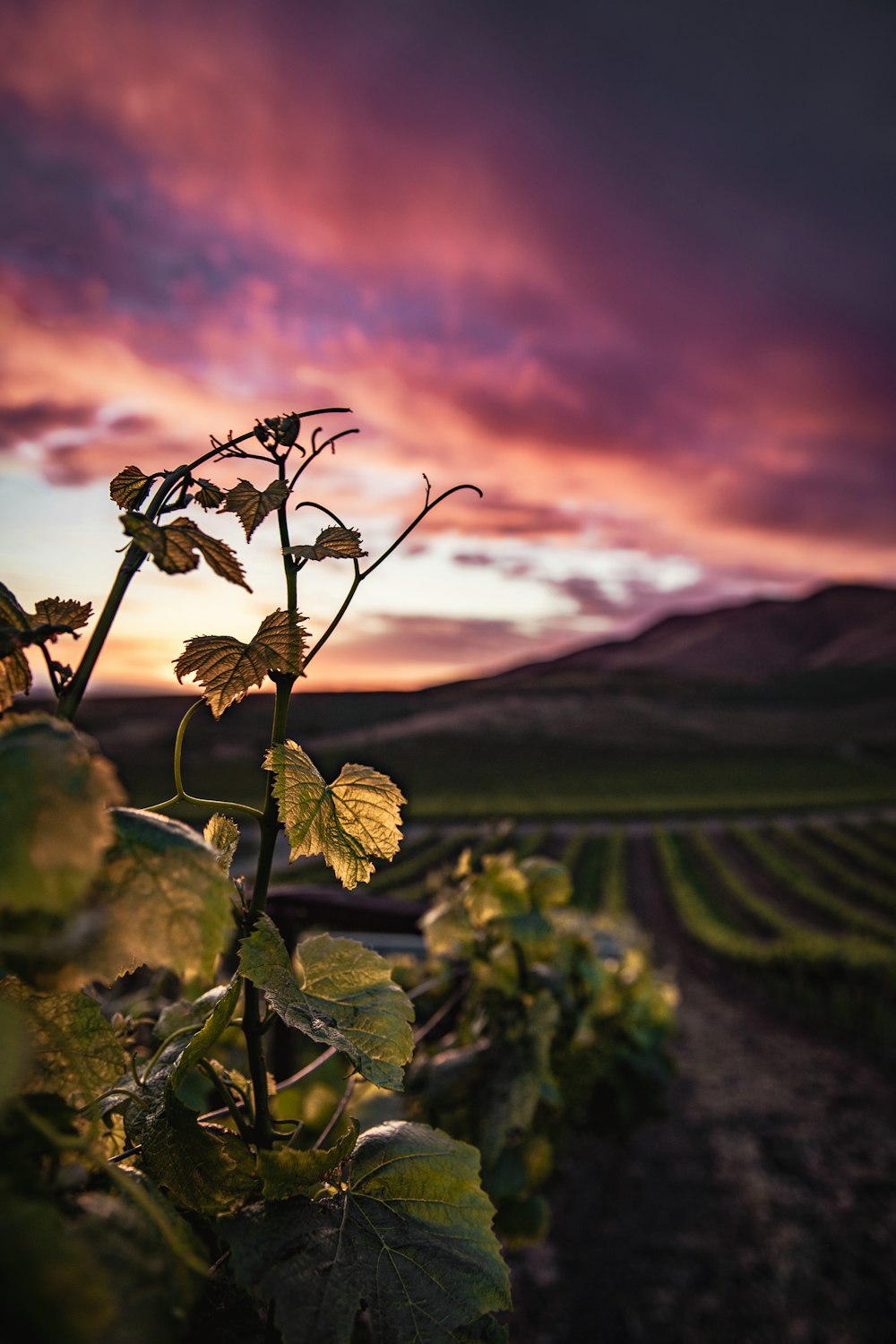 Plante de fougère verte au coucher du soleil