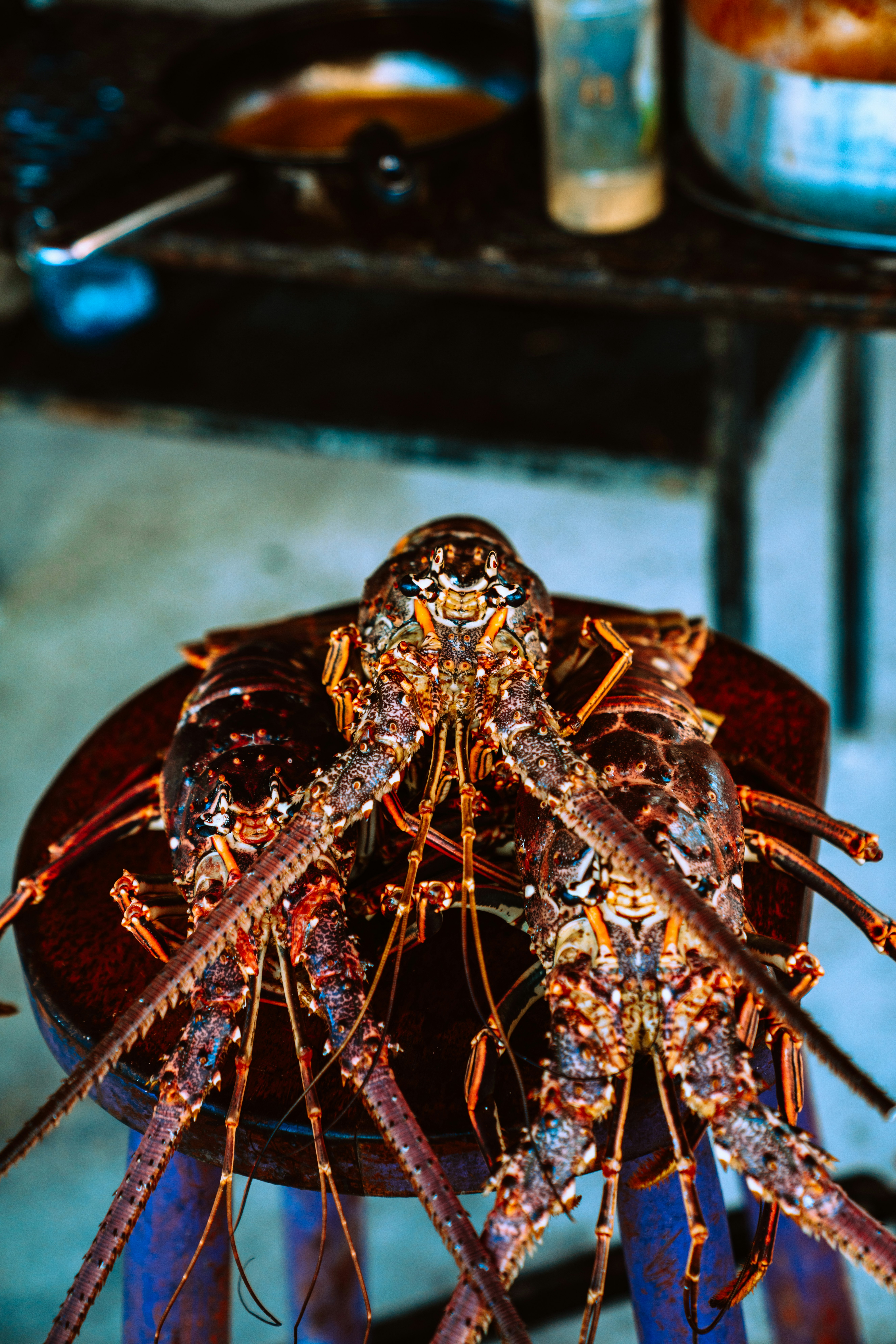 Caribbean spiny lobsters (Panulirus argus)