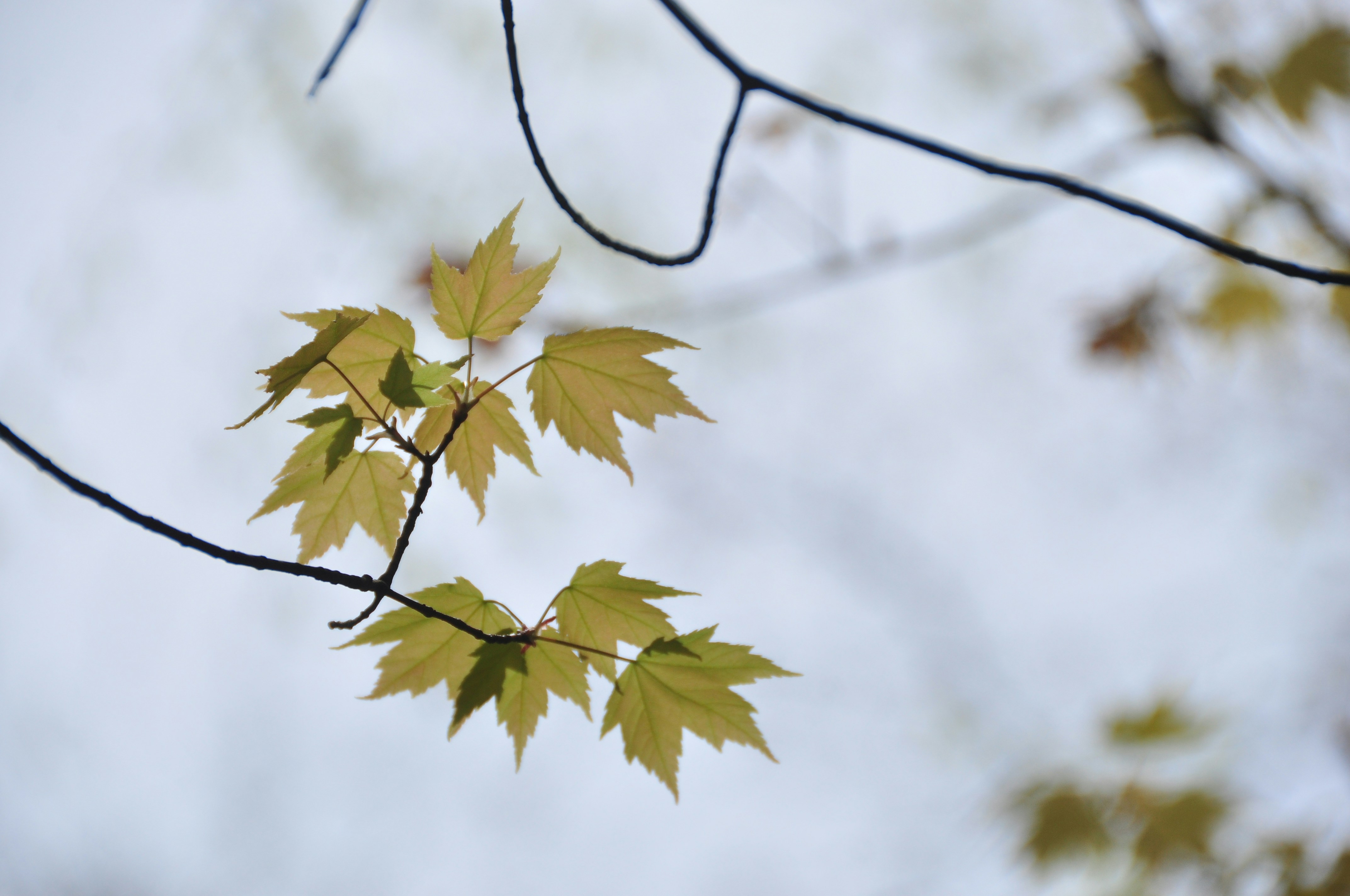 Photo by idonothingbutlove