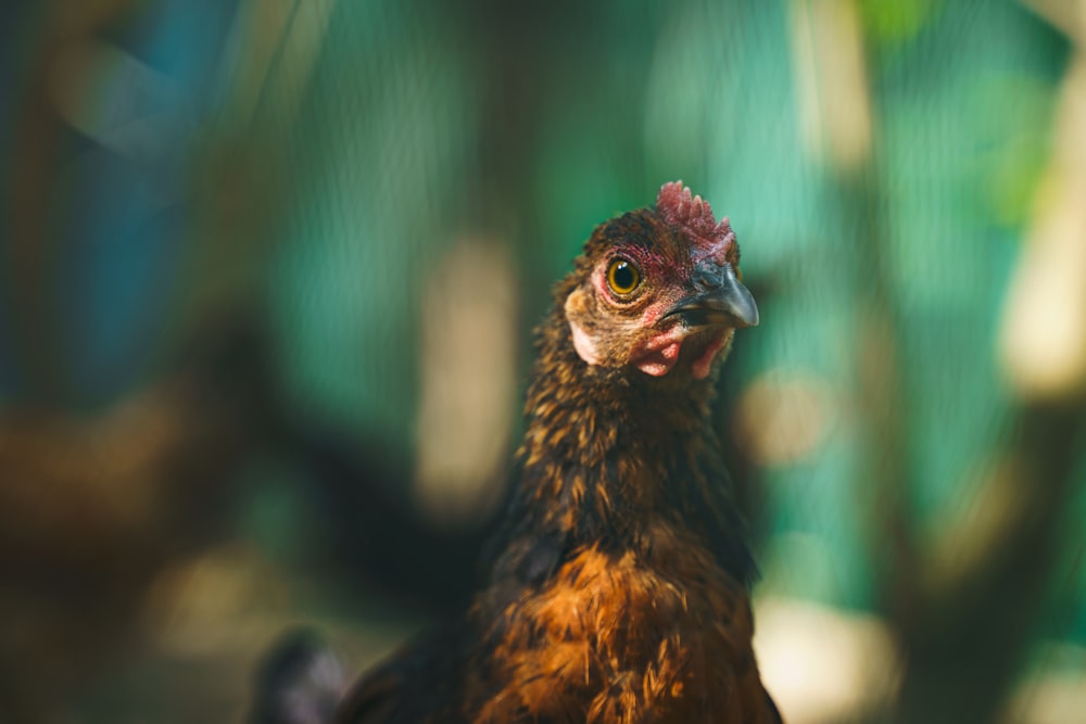 brown chicken in tilt shift lens