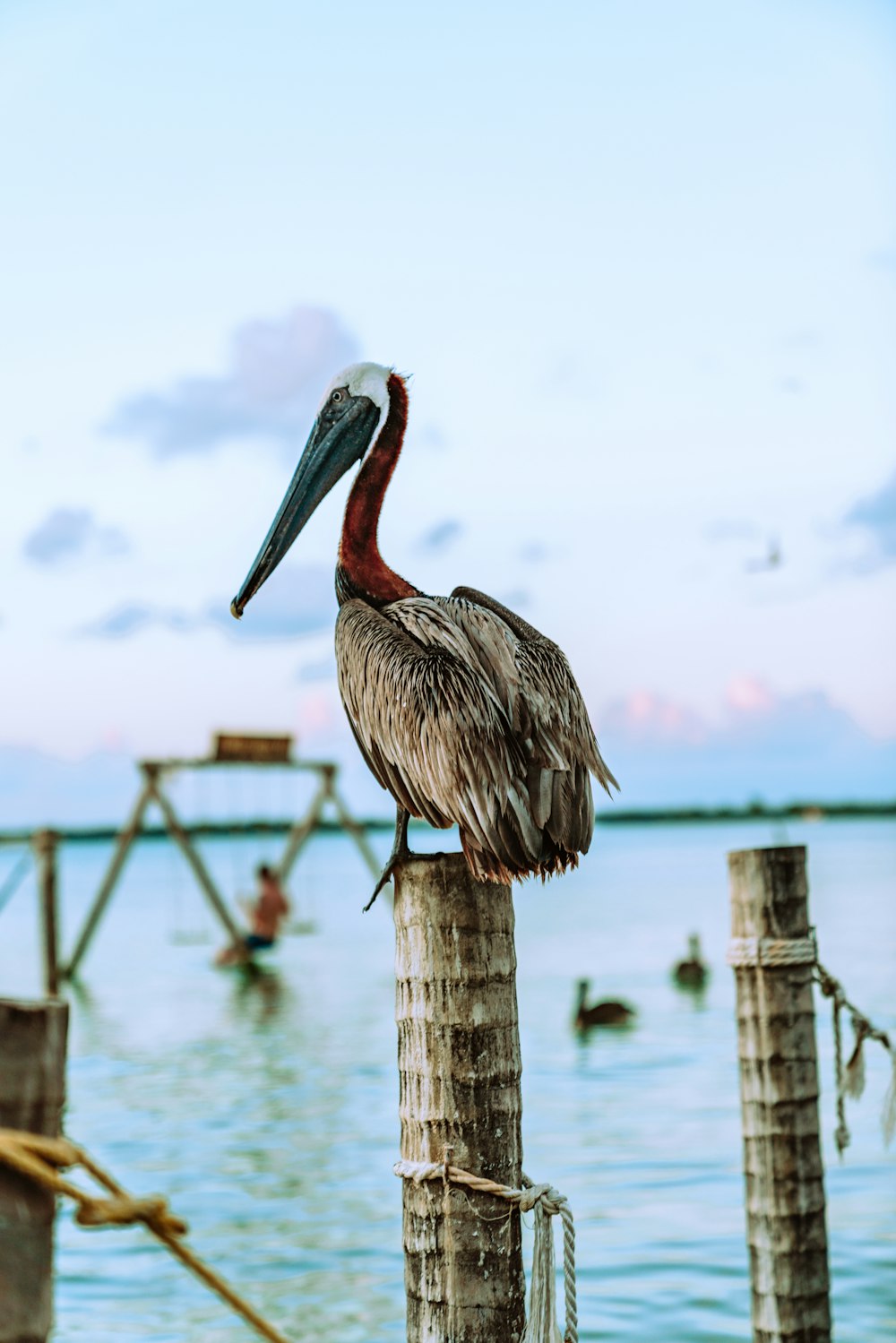 brown pelican on brown wooden post during daytime