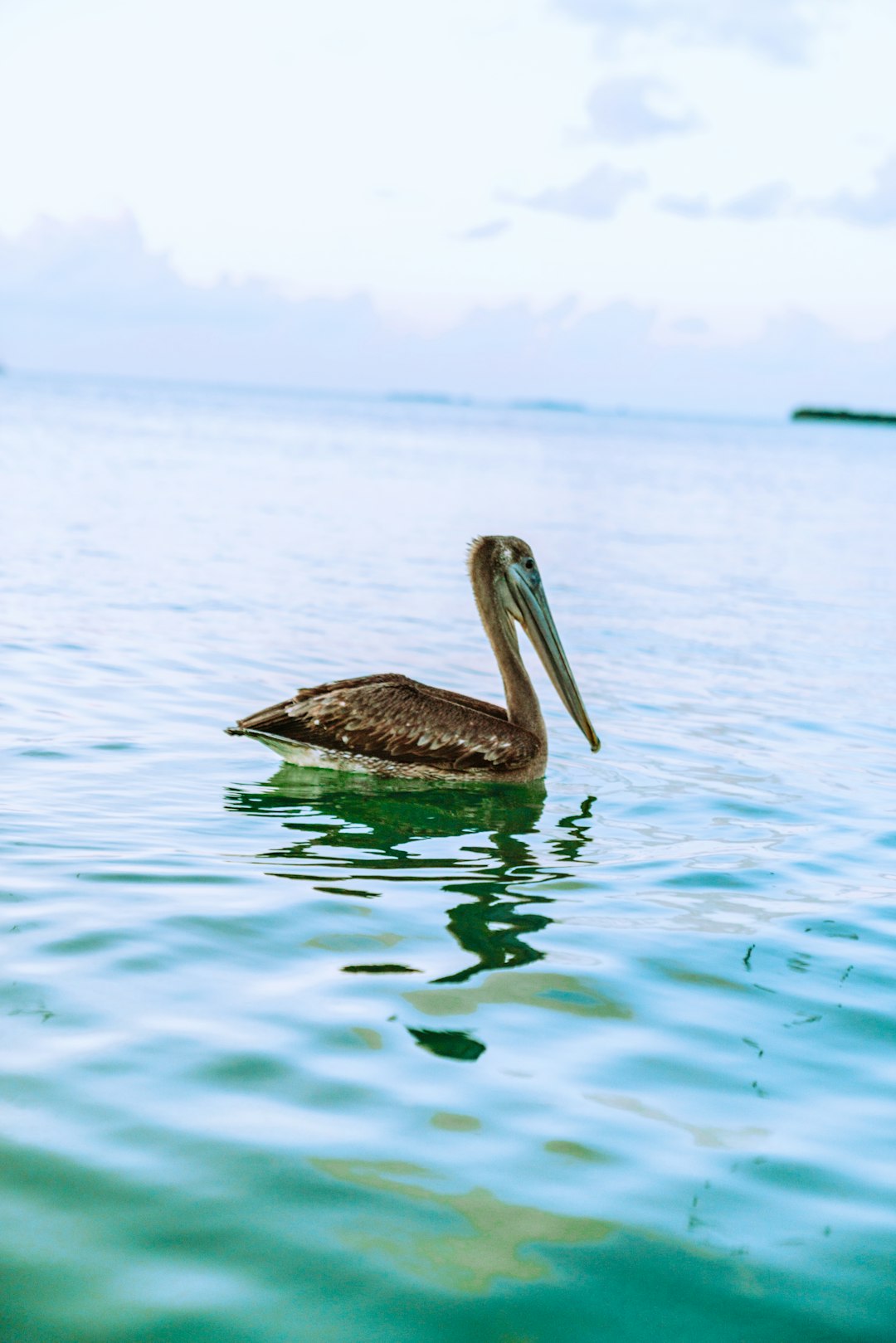 brown and white pelican on body of water during daytime