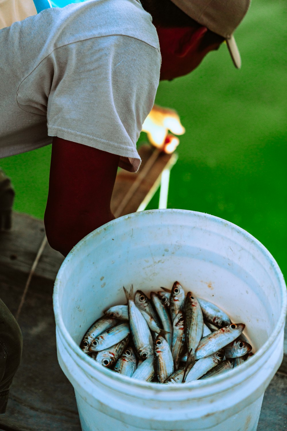 Person in gray shirt holding white plastic bucket with fish photo