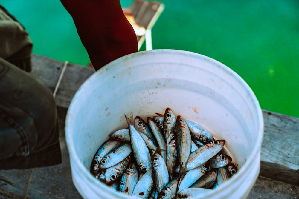 Fish on white plastic bucket photo – Free Belize Image on Unsplash