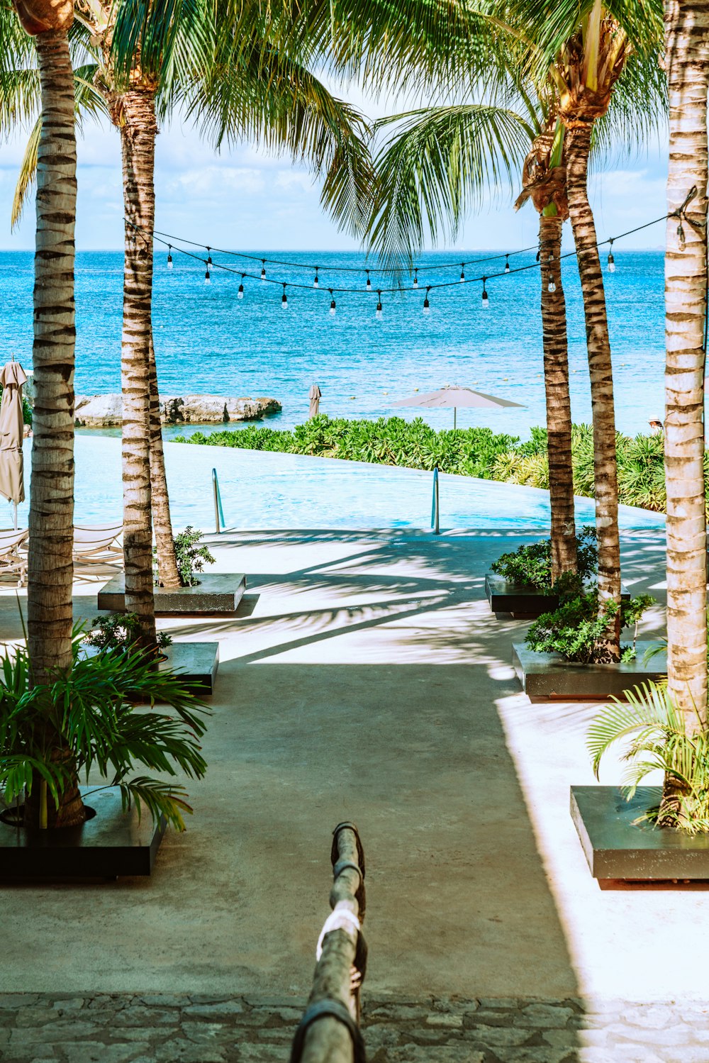 palm trees near swimming pool during daytime