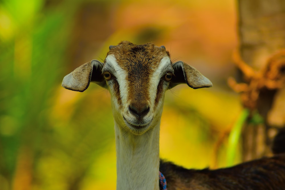 white and brown animal head