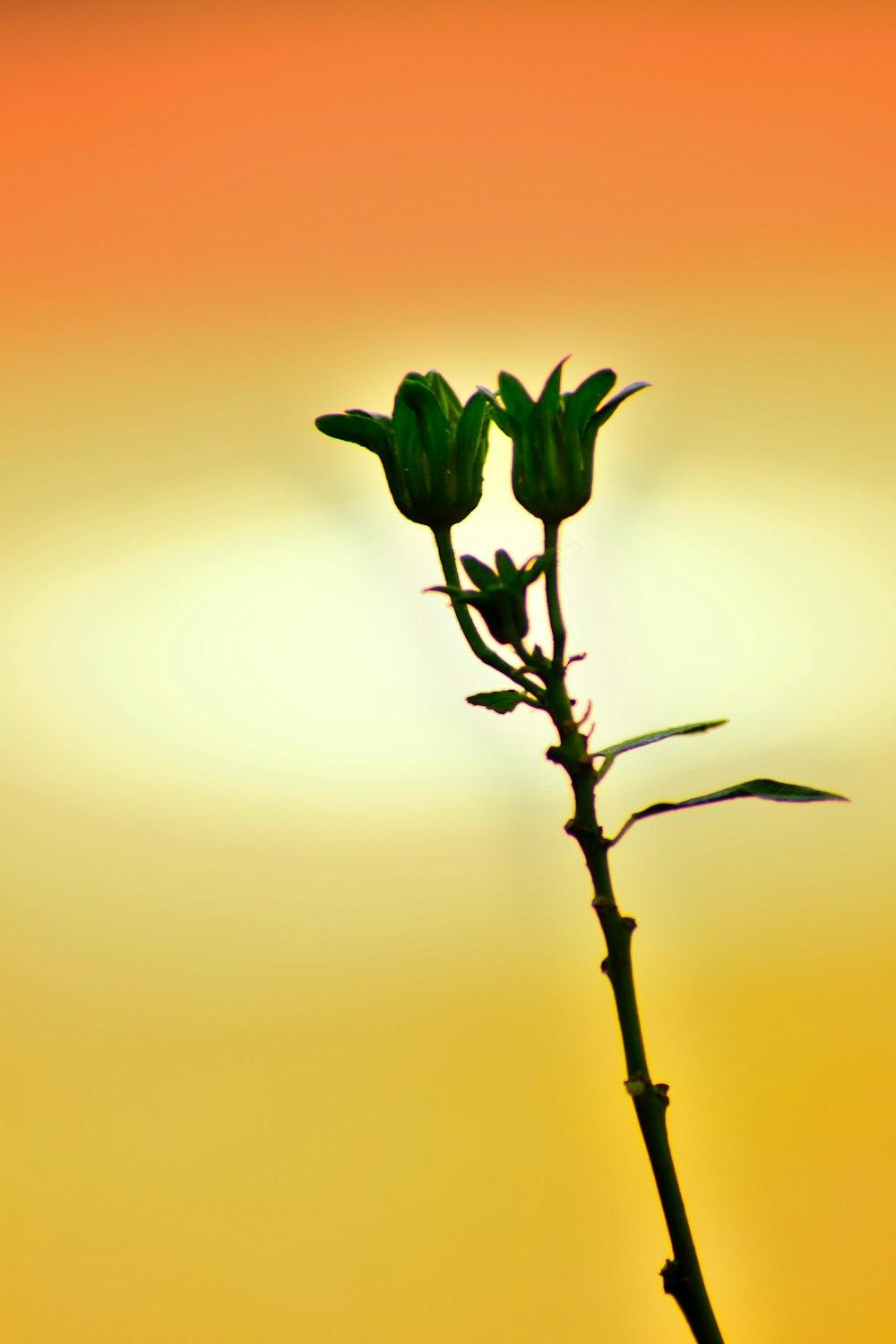 green plant with yellow background