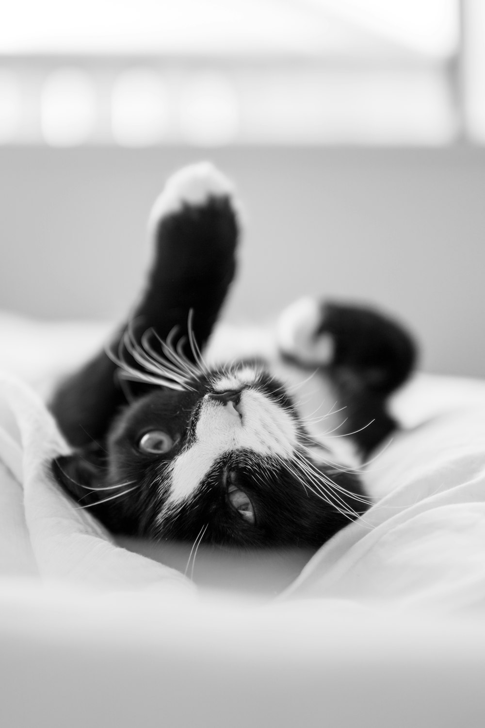 black and white cat lying on white textile