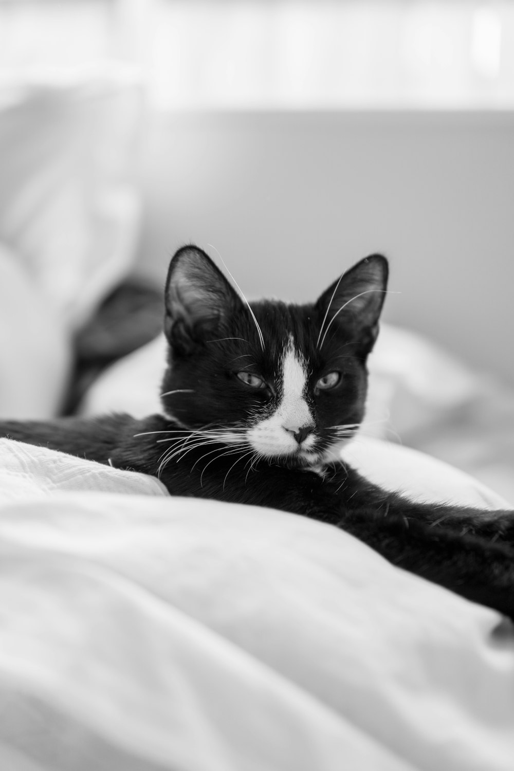 black and white cat on white textile