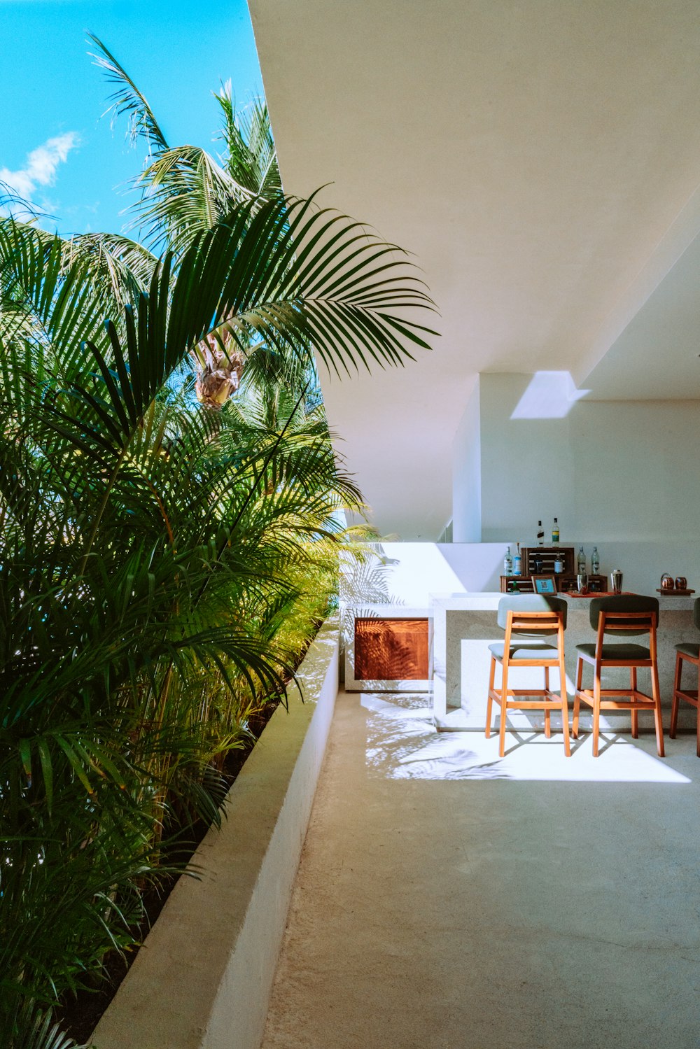 green palm tree near white wall