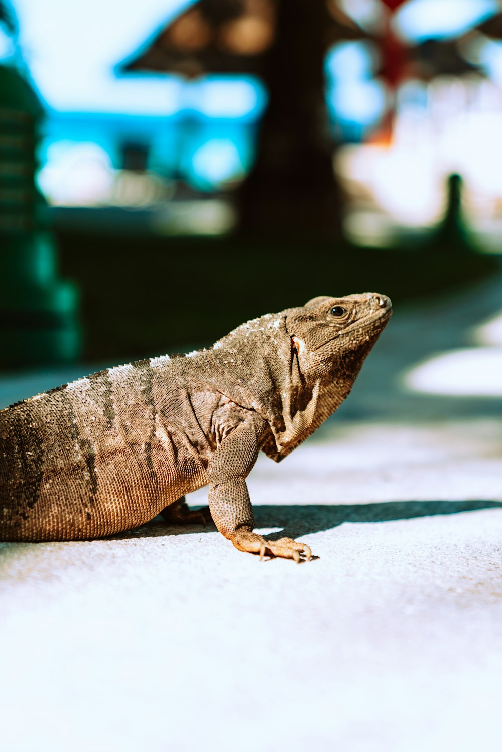 brown and gray bearded dragon on white concrete floor