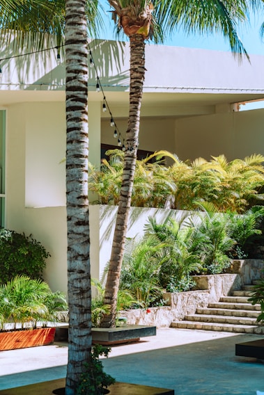A tropical setting with palm trees and lush green foliage surrounds a modern architectural structure. Stone steps lead up to a section adorned with plants, creating an inviting and serene environment. String lights hang across the scene, adding a decorative touch.
