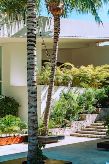 A tropical setting with palm trees and lush green foliage surrounds a modern architectural structure. Stone steps lead up to a section adorned with plants, creating an inviting and serene environment. String lights hang across the scene, adding a decorative touch.