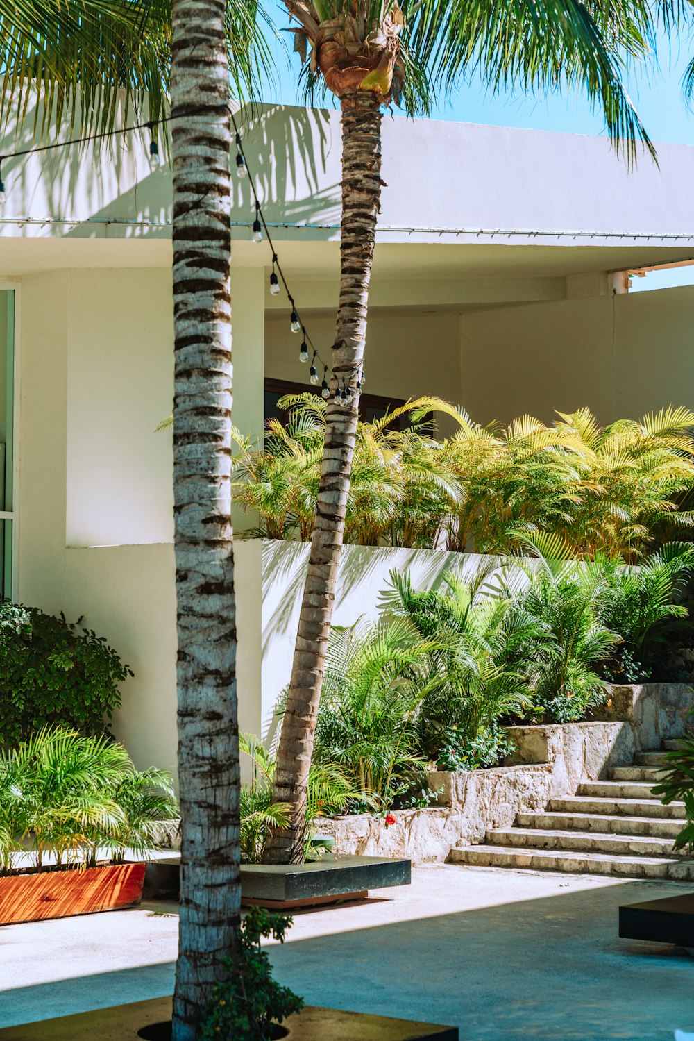 green palm tree near white concrete building