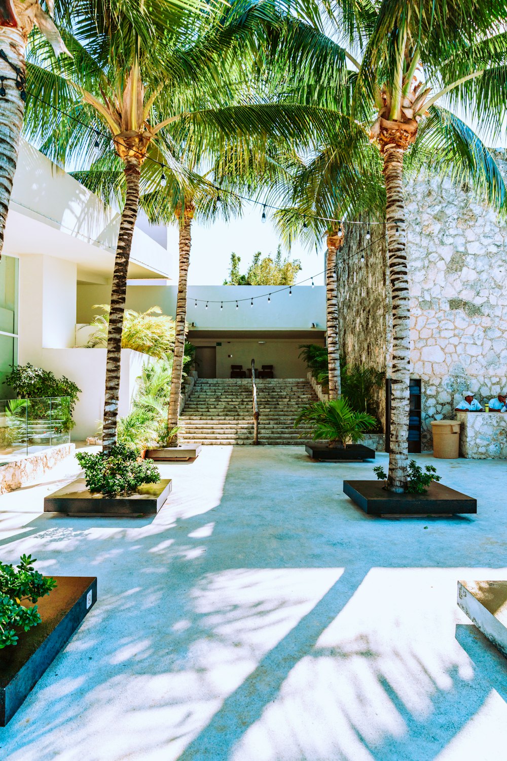 green palm tree near white concrete building