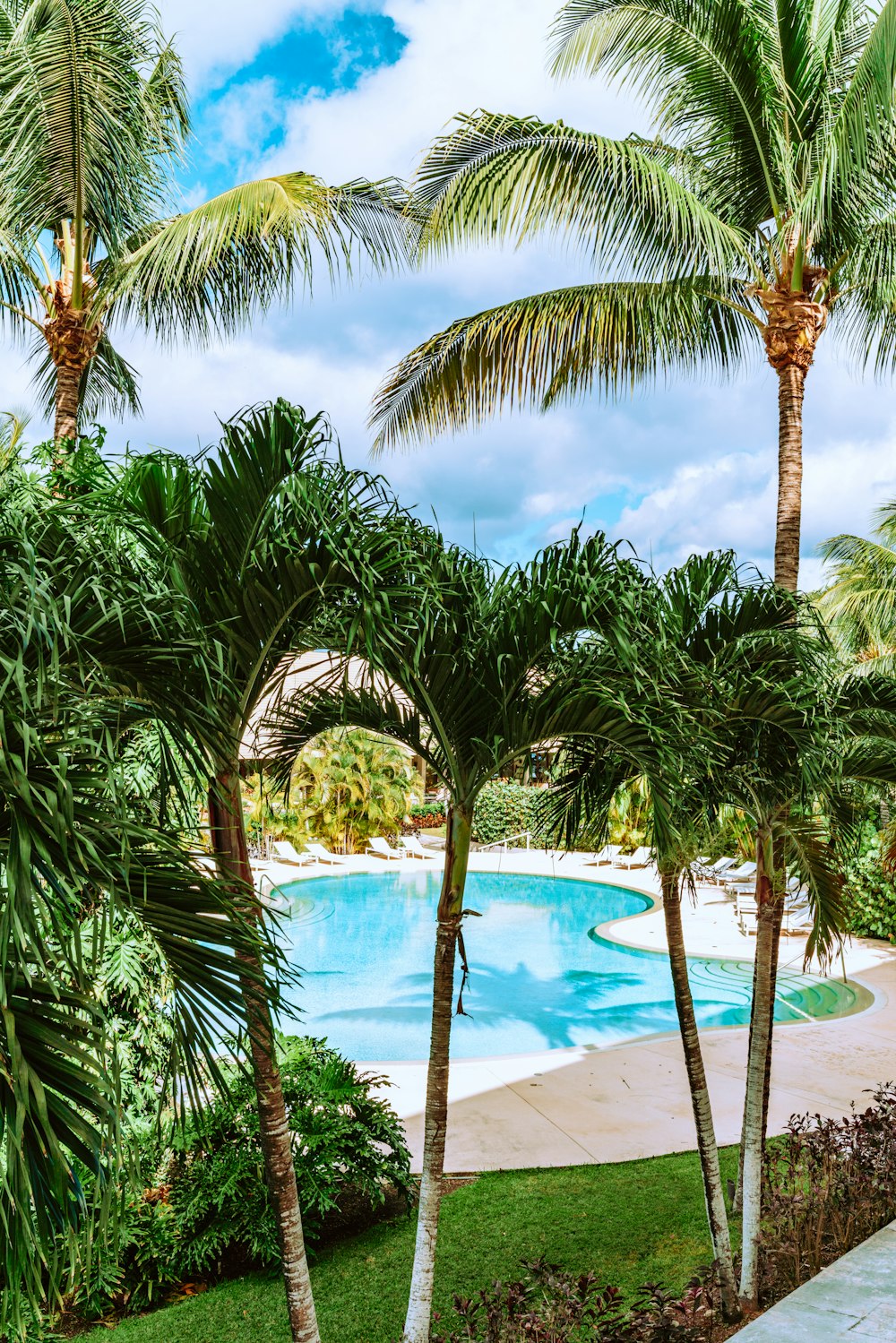 Grüne Palmen in der Nähe des Schwimmbades tagsüber