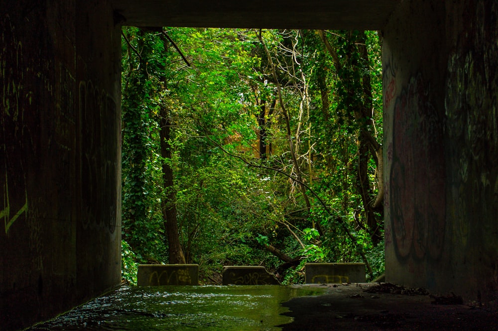 hierba verde y árboles durante el día