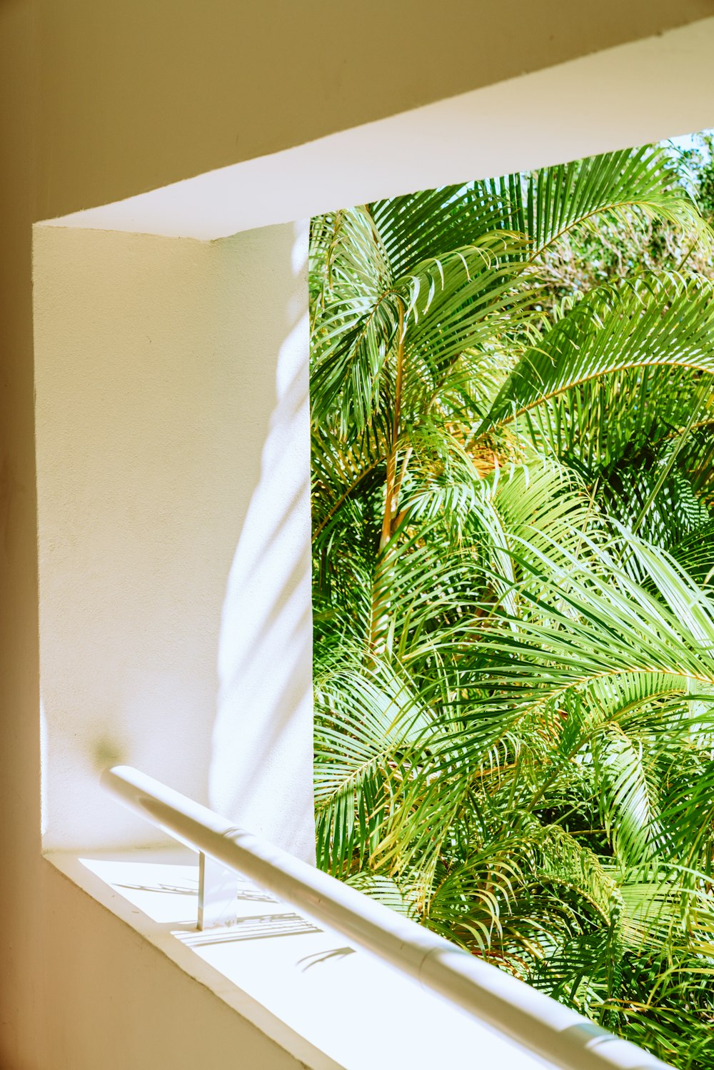 grüne Palmenpflanze neben weißer Wand