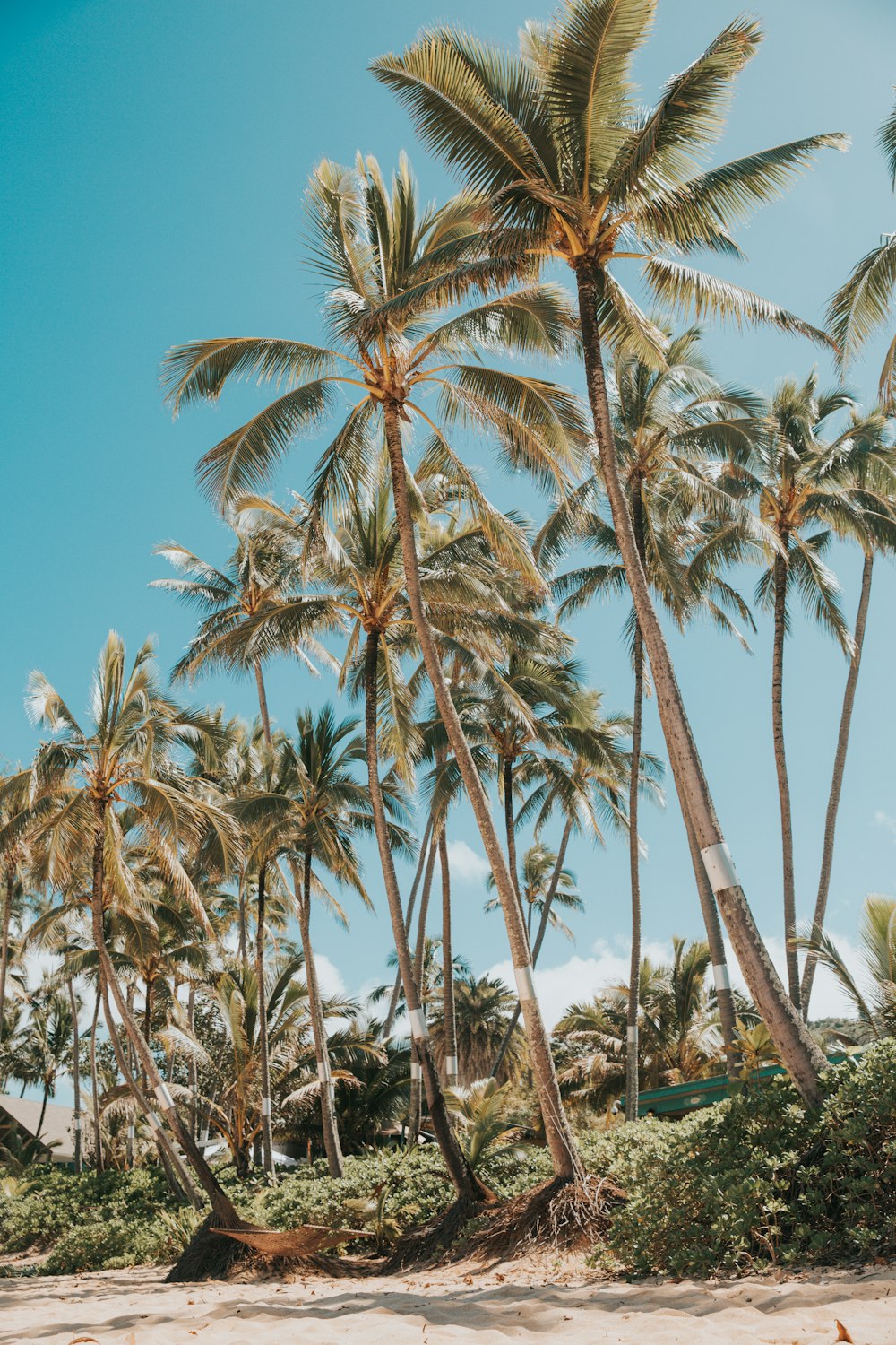 coconut trees under blue sky during daytime