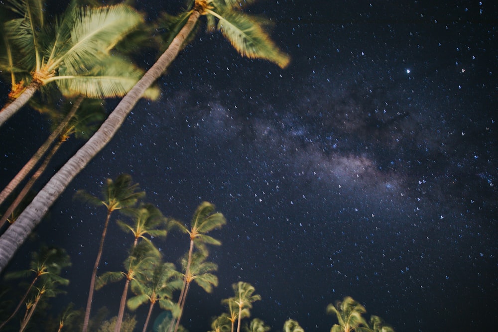 green palm tree under starry night