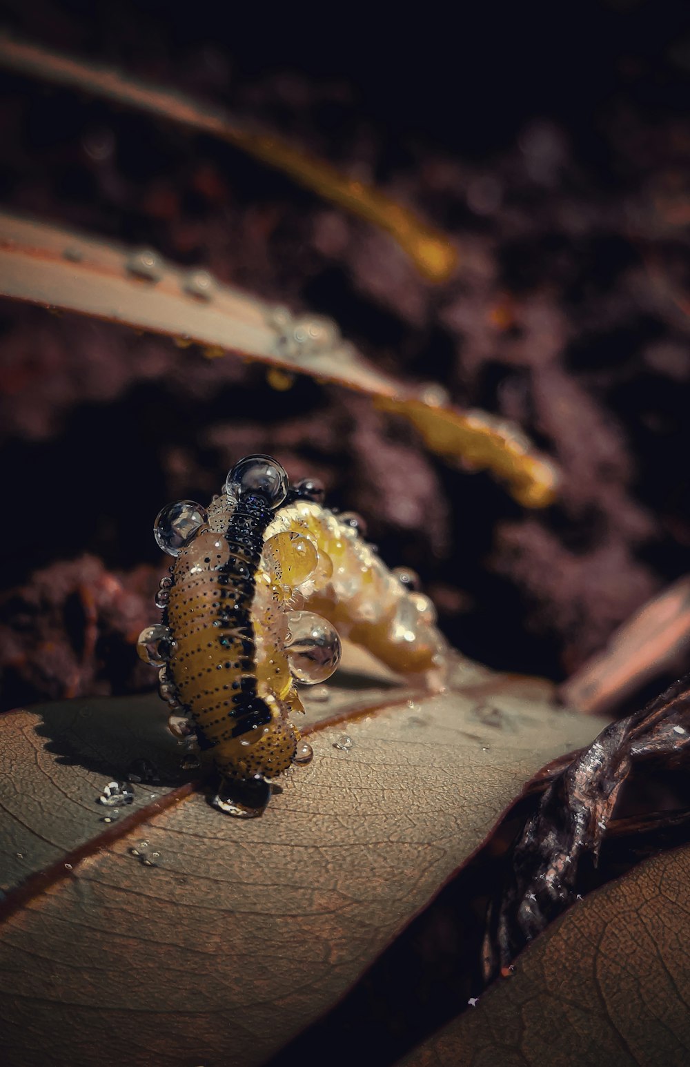 brown and black caterpillar on brown leaf in close up photography