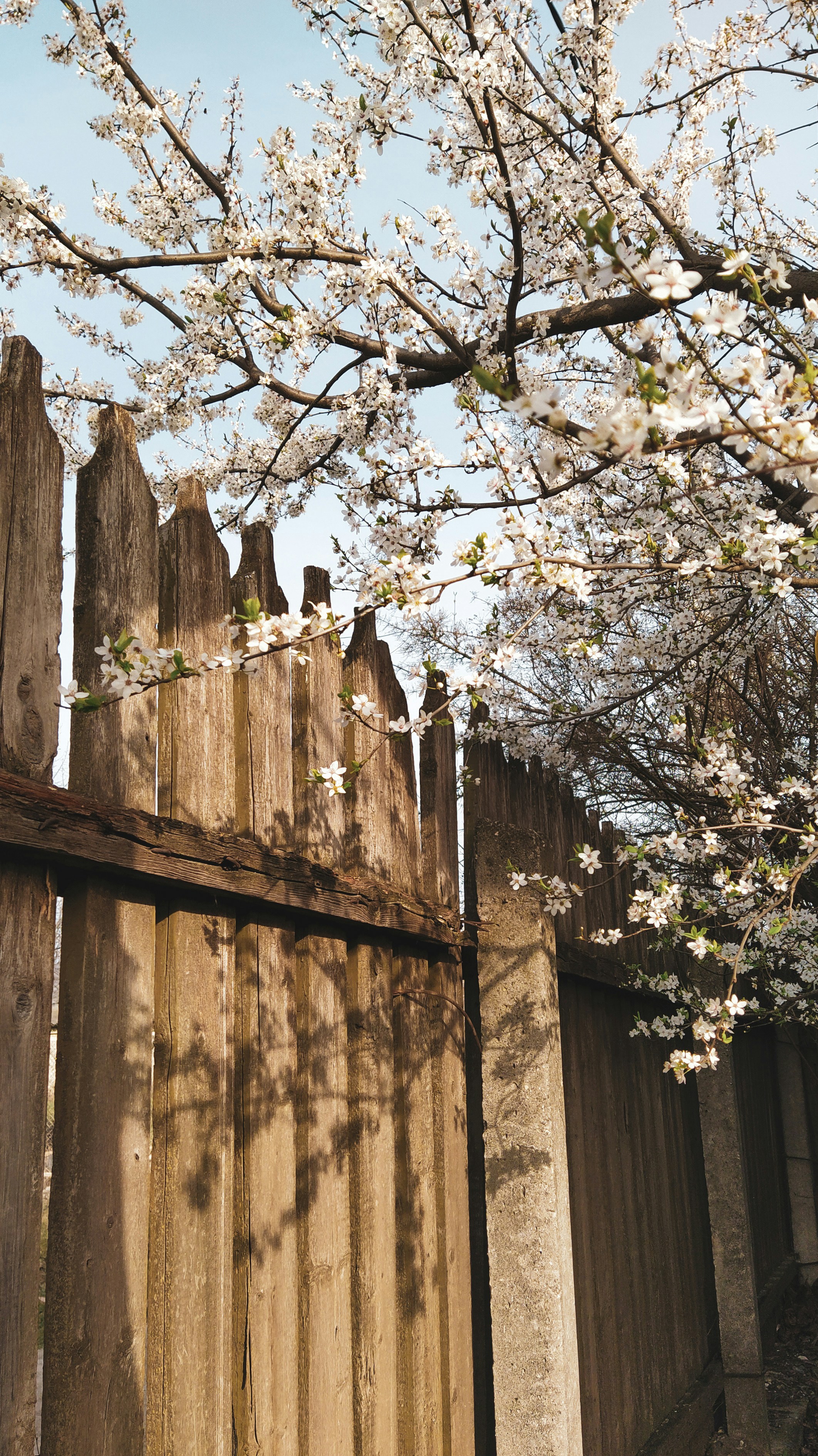 Classic Garden Fence