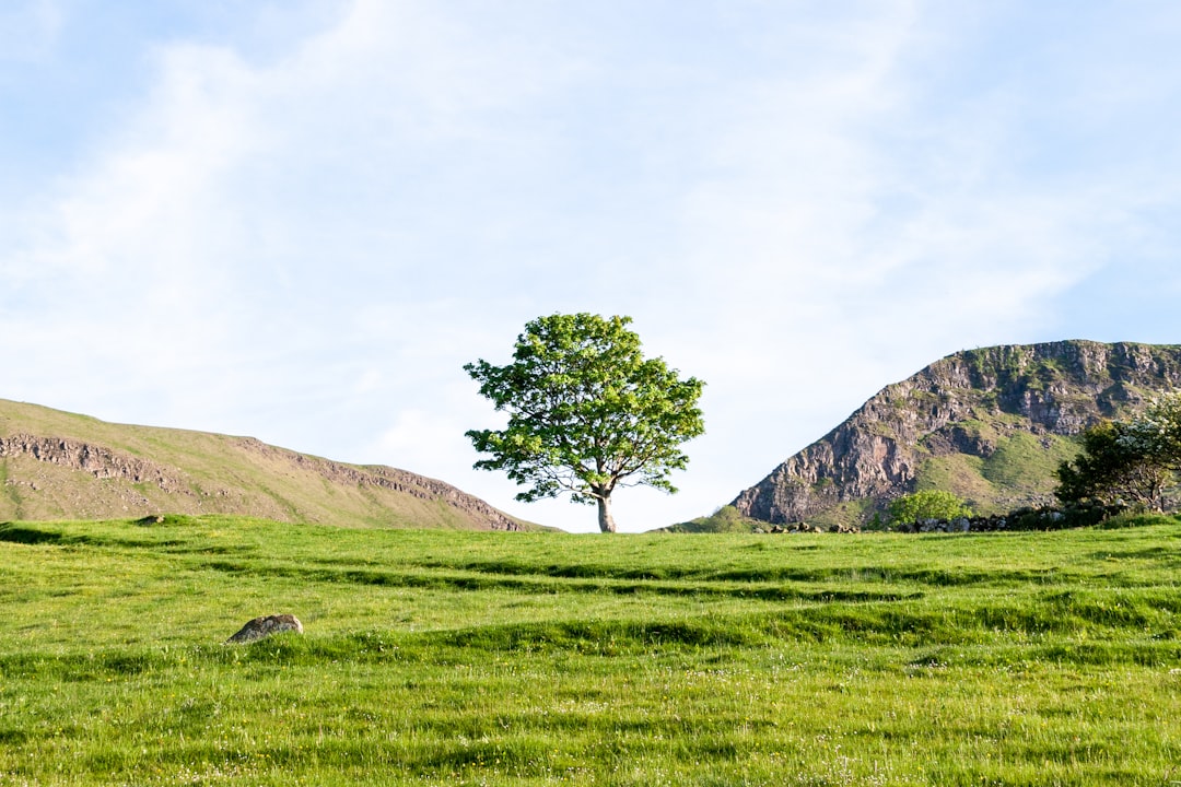 green tree on green grass field near mountain during daytime