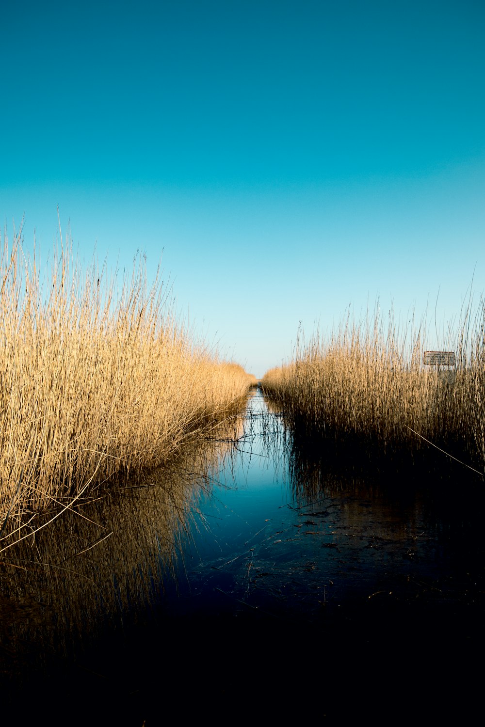 herbe brune sur l’eau sous le ciel bleu pendant la journée