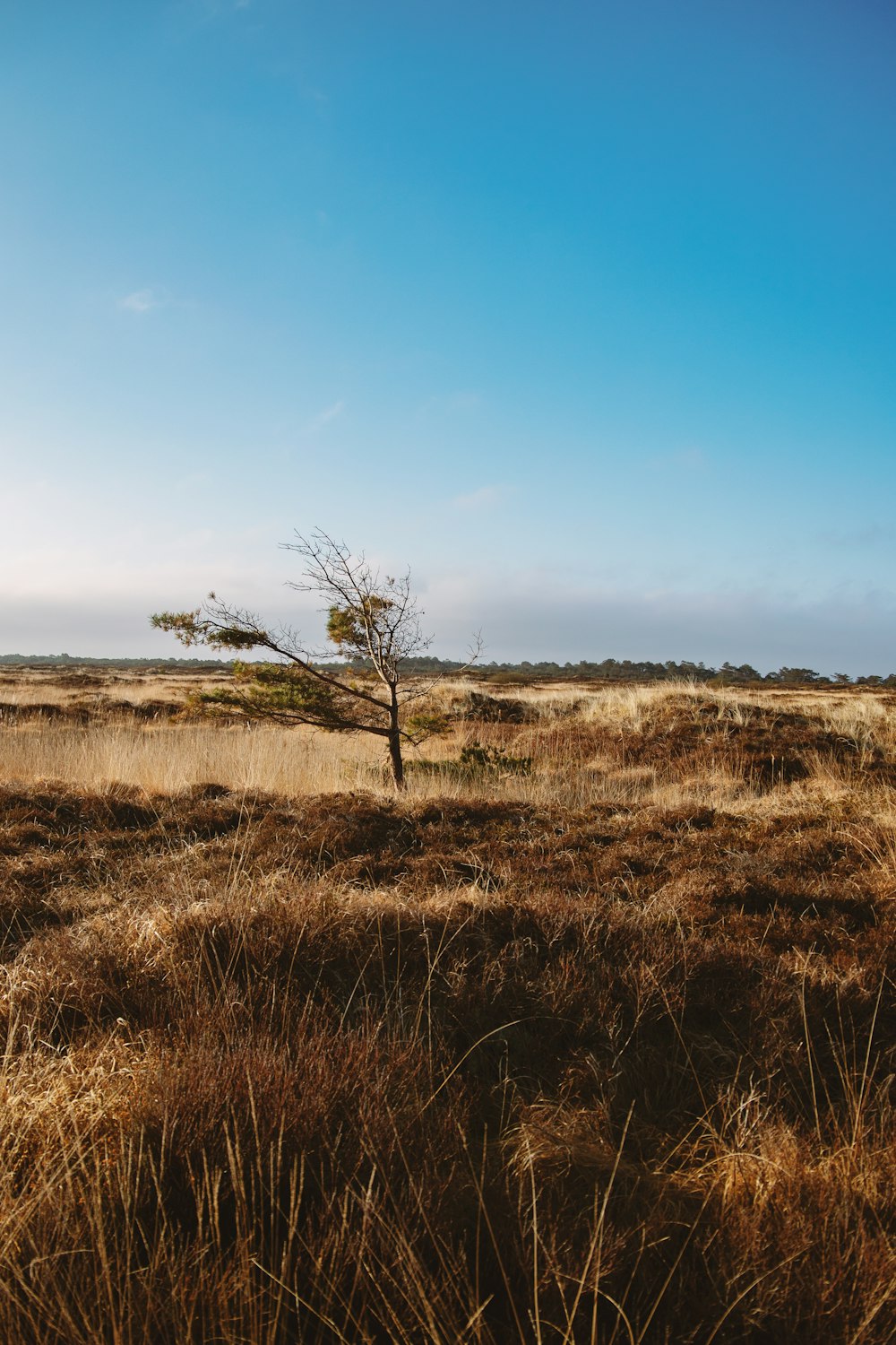 brown grass field under blue sky during daytime