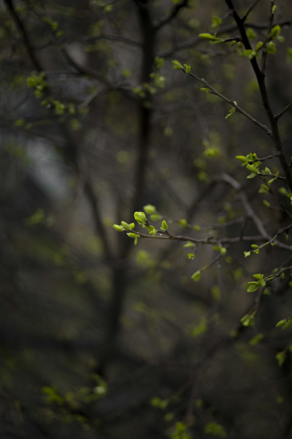 hojas verdes en la rama marrón del árbol
