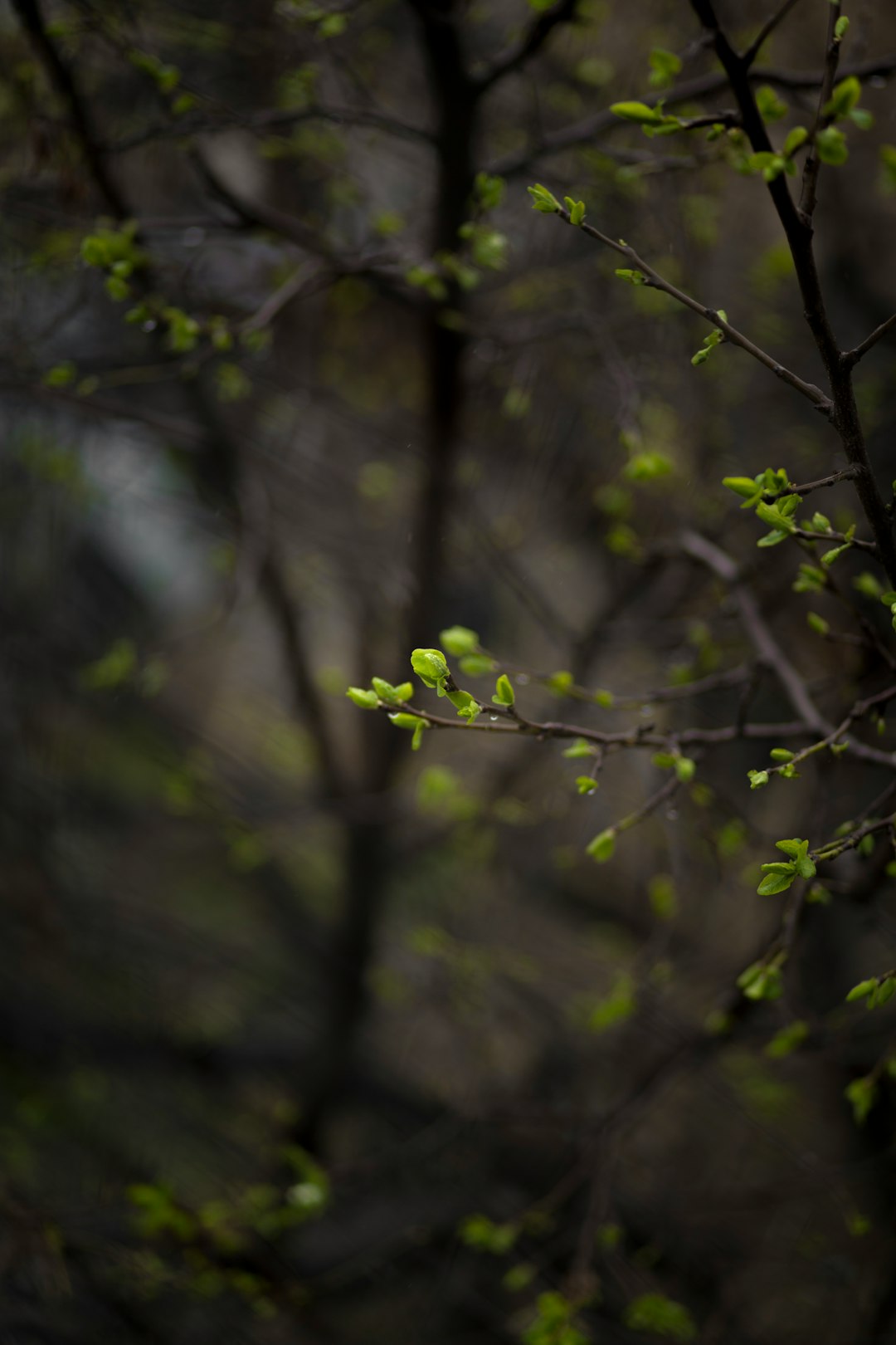 green leaves on brown tree branch