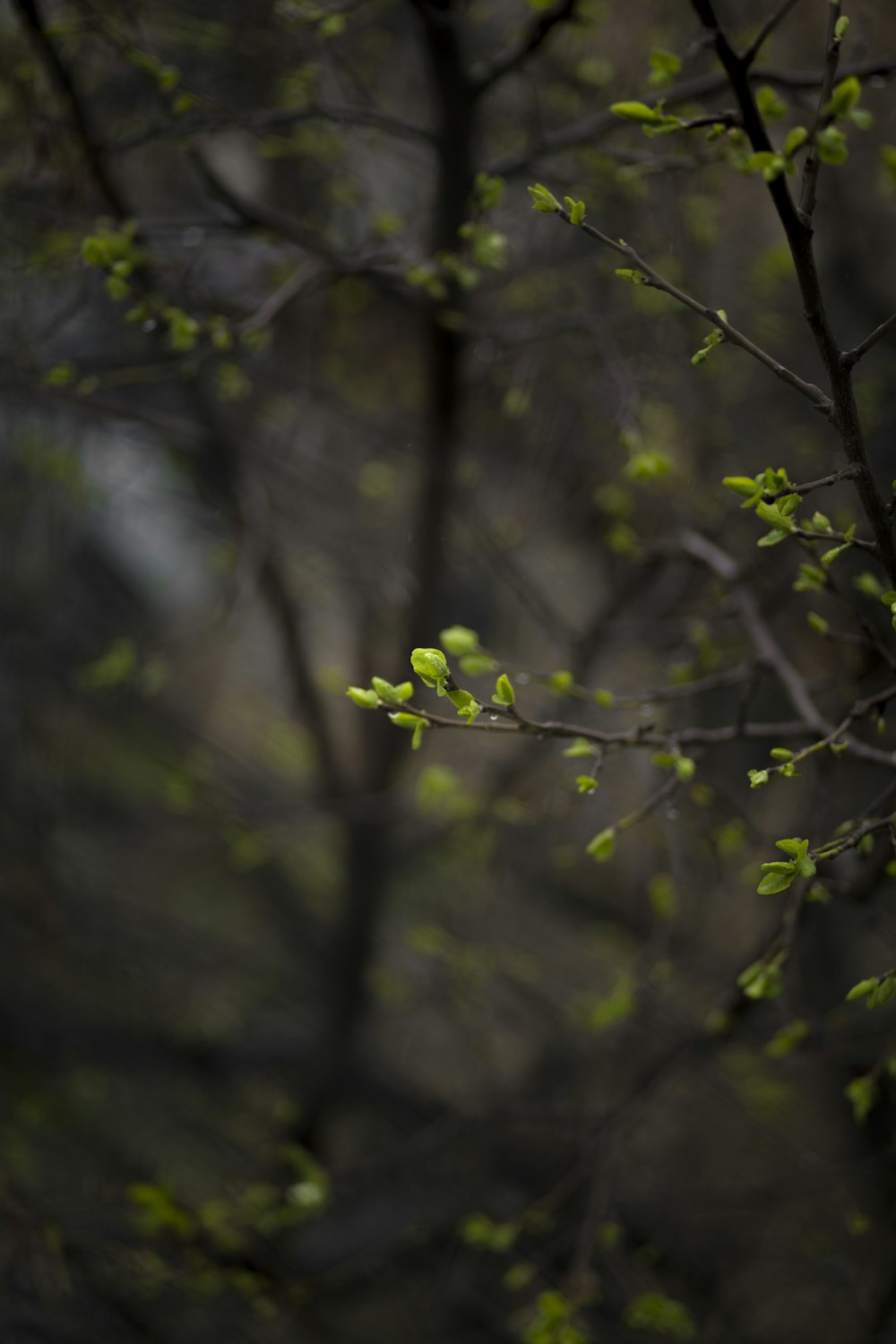 green leaves on brown tree branch