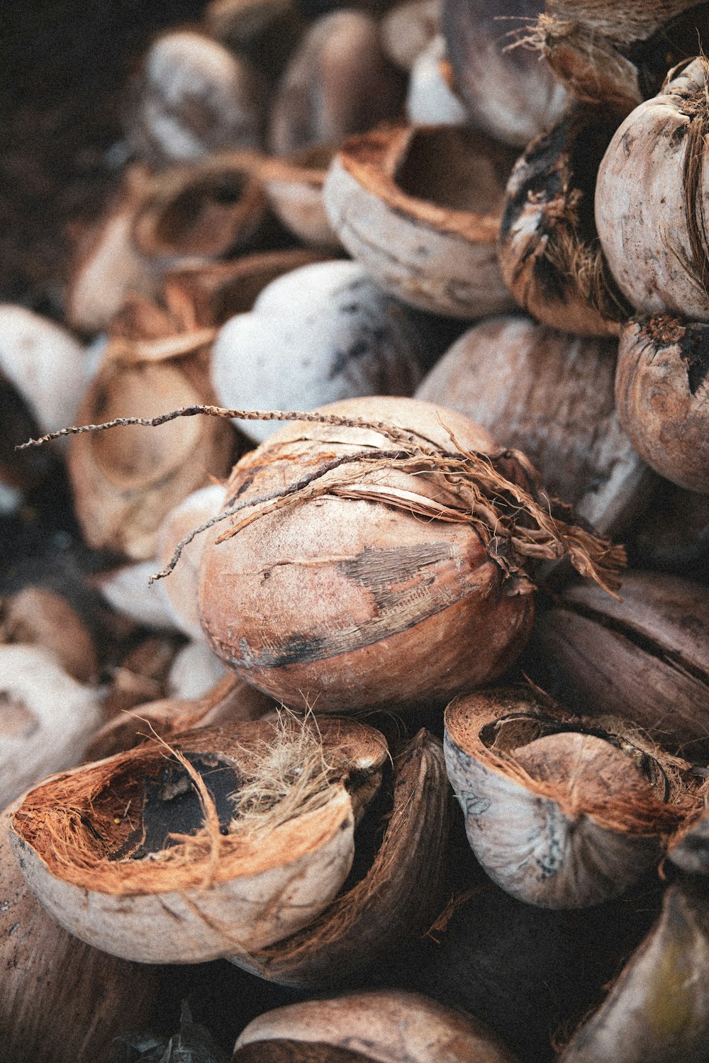 brown dried leaves on white stones