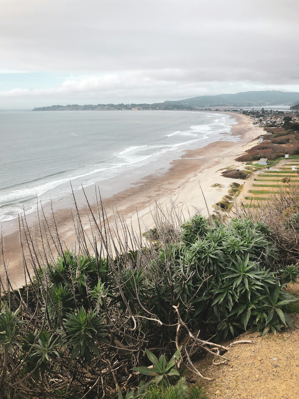 green grass near sea during daytime