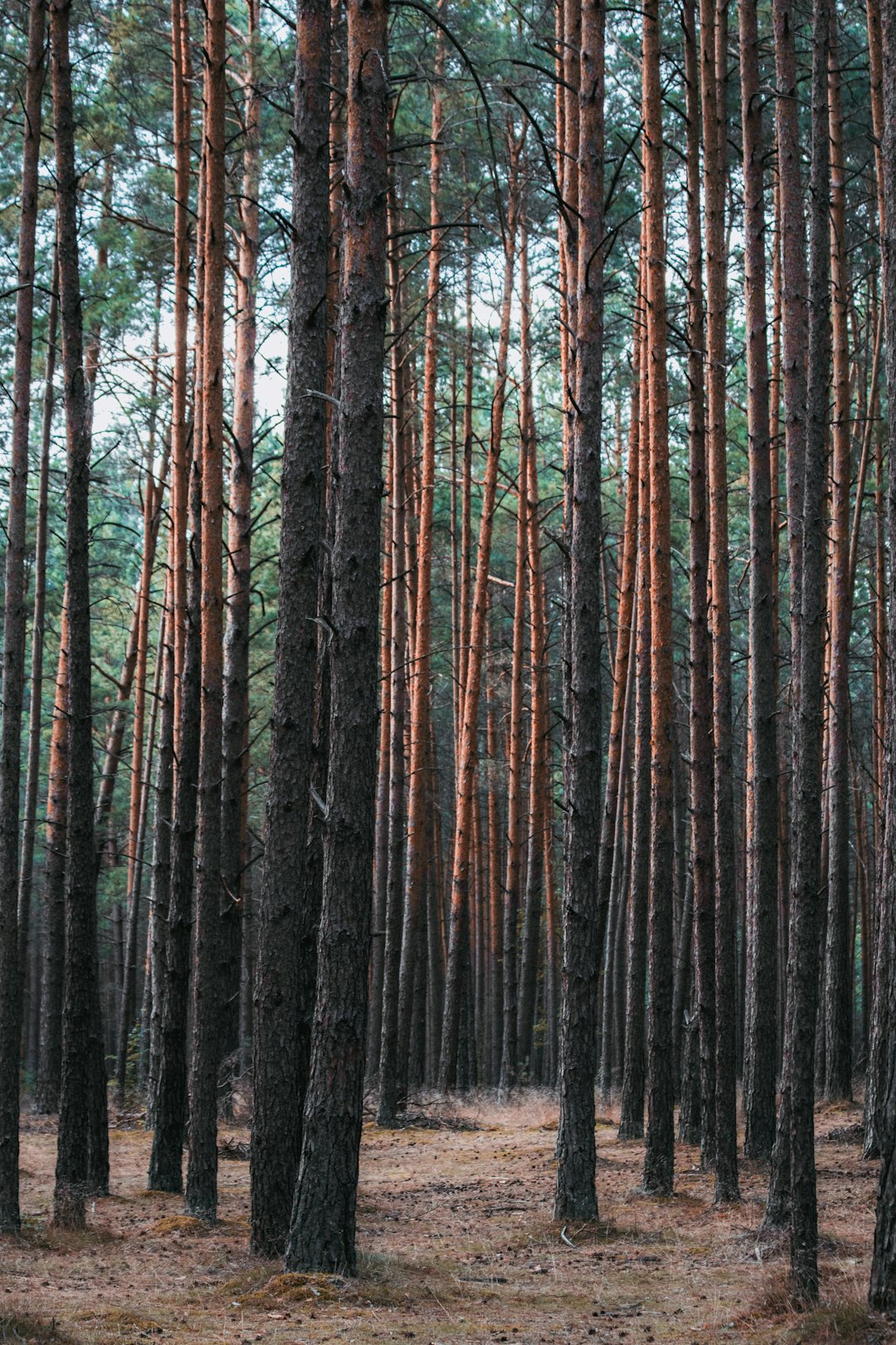 brown trees on forest during daytime