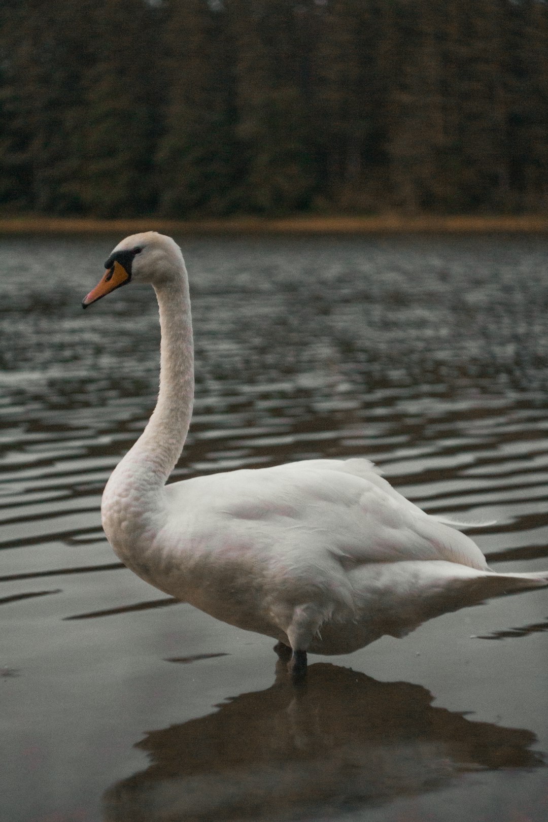 white swan on water during daytime