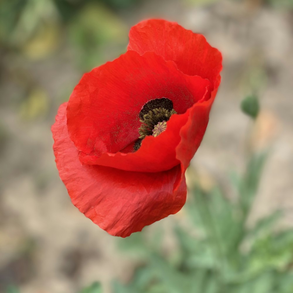 red flower in tilt shift lens