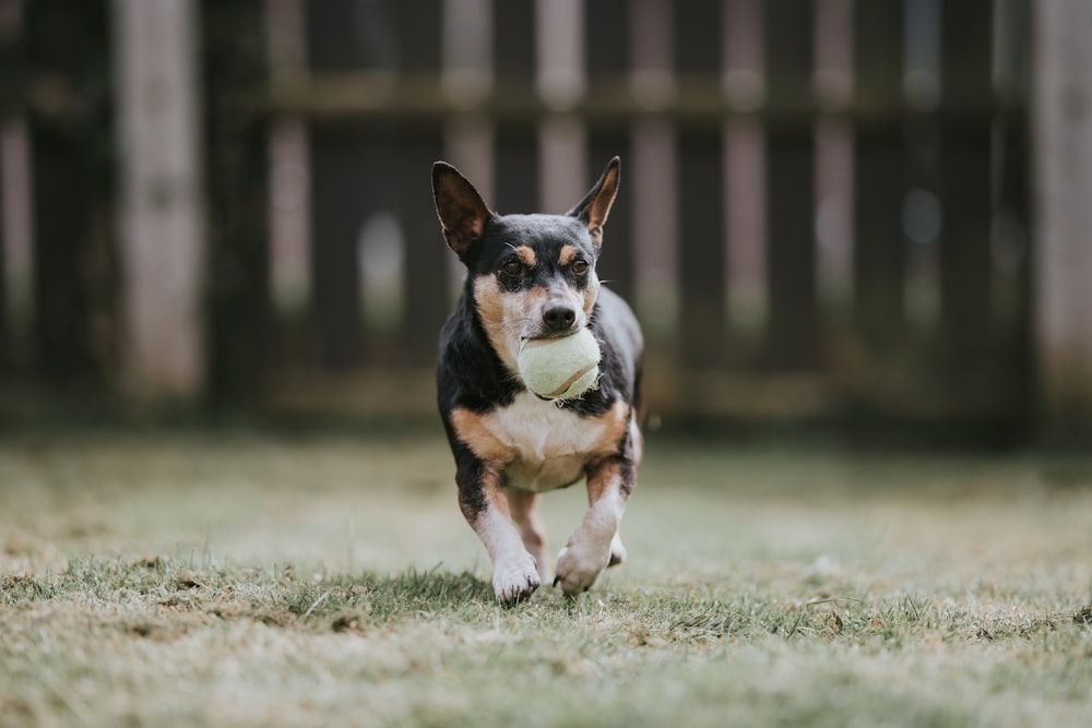 a dog running with a ball in its mouth