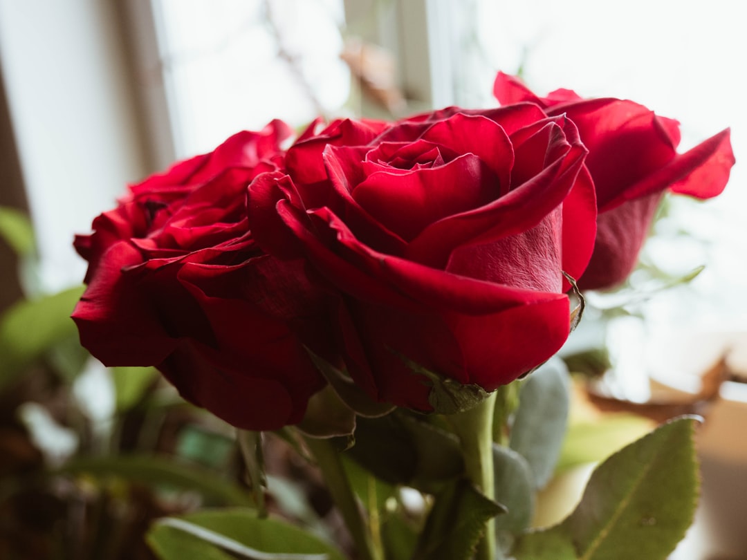 red rose in close up photography