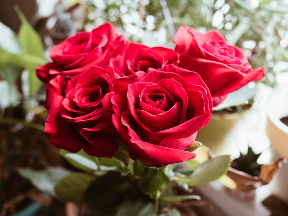 red rose in close up photography