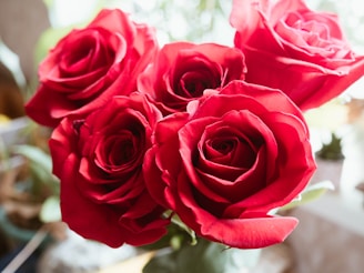 red rose in bloom during daytime