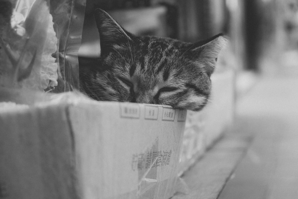 grayscale photo of tabby cat in cardboard box