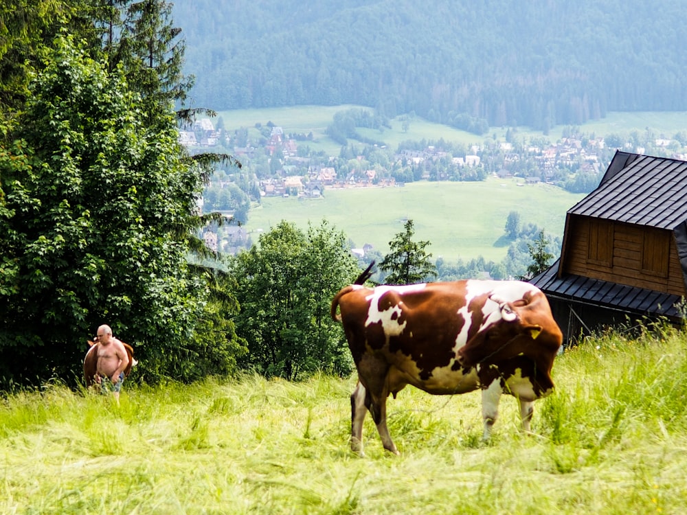 brown and white cow on green grass field during daytime