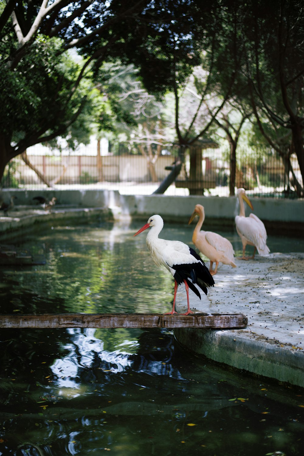 Cigno bianco sull'acqua durante il giorno