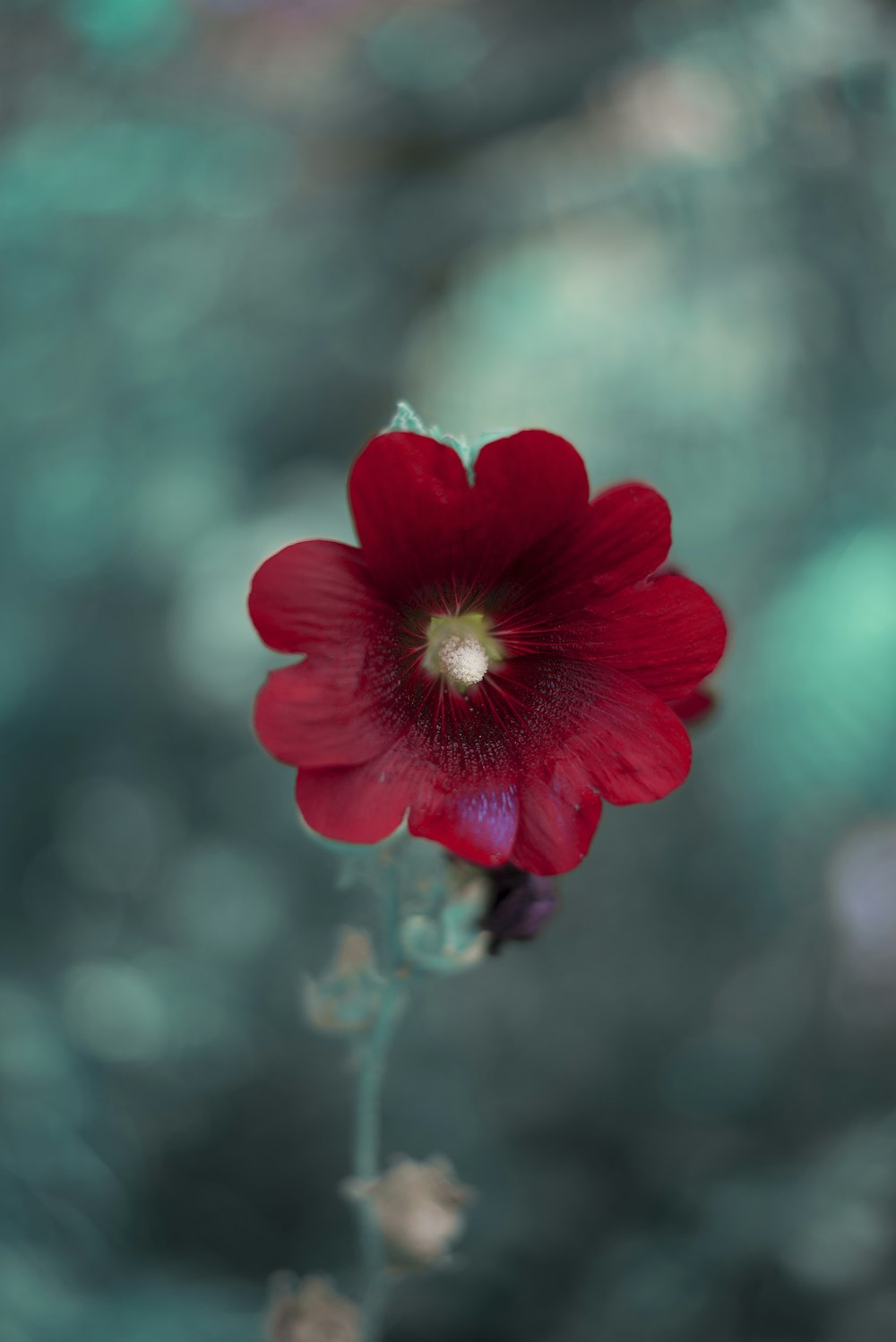 red flower in tilt shift lens