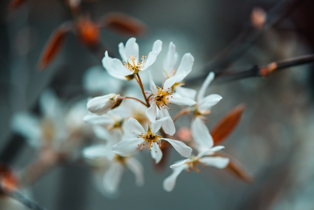 white flowers in tilt shift lens