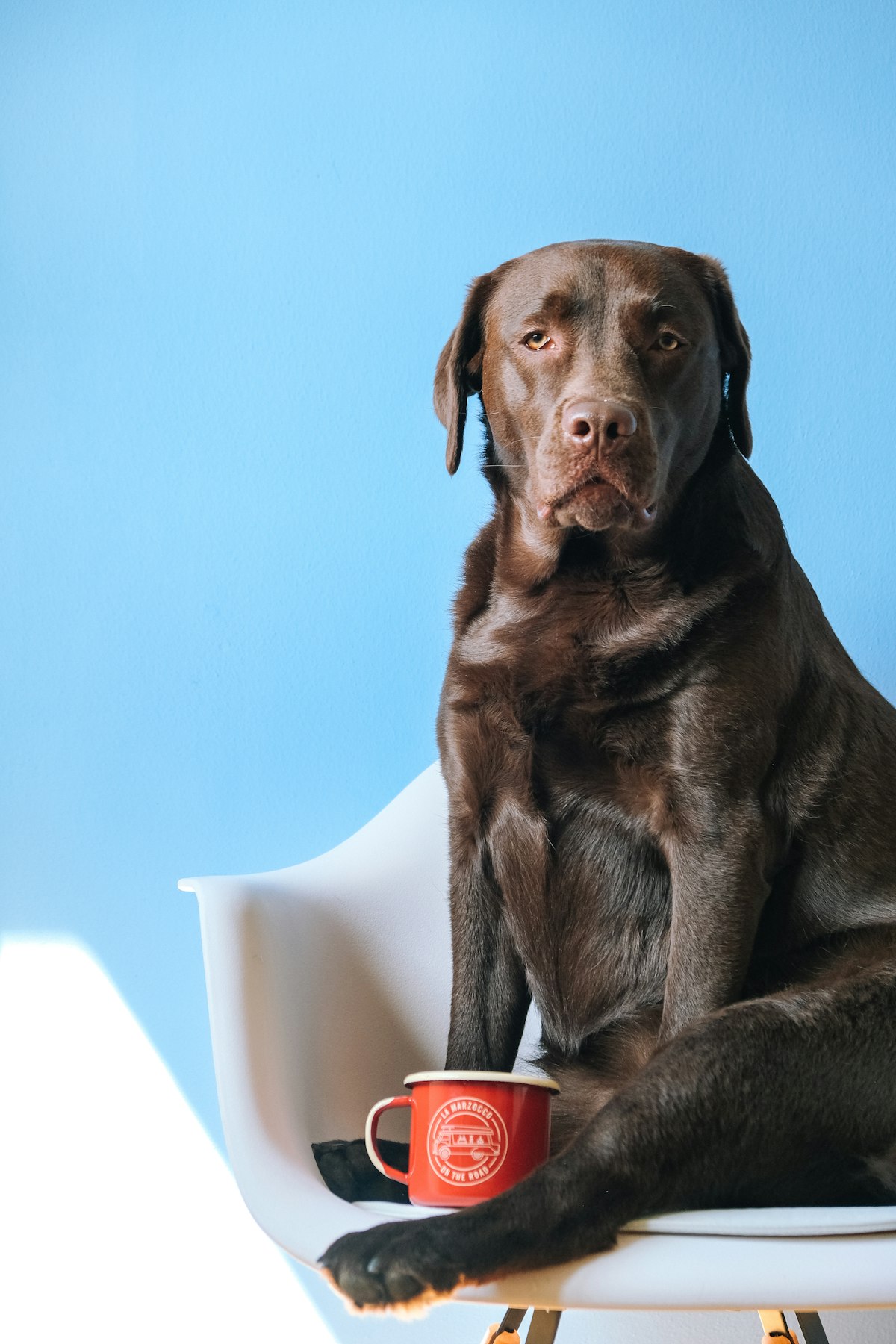 Metrics are the squeaky dog voice, but for business