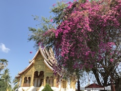 A traditional Southeast Asian temple with ornate architecture and golden details is partially covered by a blooming tree with vibrant magenta flowers. The sky is clear and blue, adding to the serene atmosphere. A sign indicating tourism information is visible at the bottom right corner.