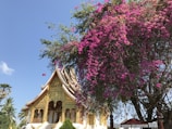 A traditional Southeast Asian temple with ornate architecture and golden details is partially covered by a blooming tree with vibrant magenta flowers. The sky is clear and blue, adding to the serene atmosphere. A sign indicating tourism information is visible at the bottom right corner.