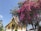 A traditional Southeast Asian temple with ornate architecture and golden details is partially covered by a blooming tree with vibrant magenta flowers. The sky is clear and blue, adding to the serene atmosphere. A sign indicating tourism information is visible at the bottom right corner.